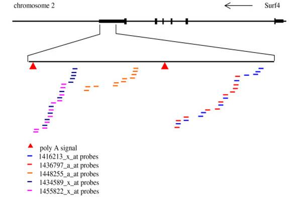 chromosome 2 Surf4
poly A signal 
1416213_x_at probes
1436797_x_at probes
1448255_x_at probes
1434589_x_at probes
1455822_x_at probes