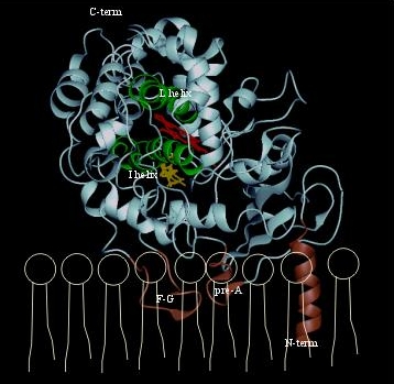 Model of rat P450 2B1, showing mode of membrane attachment